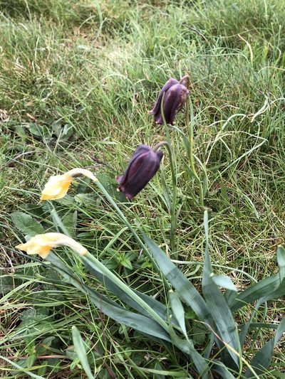Fritillaria pyrenaica, photographed by William Stephens