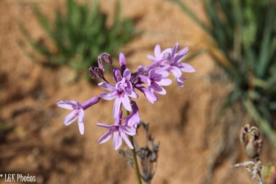 Tulbaghia violacea, photographed by lallen
