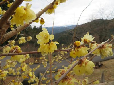 Chimonanthus praecox, photographed by Marco Mussita