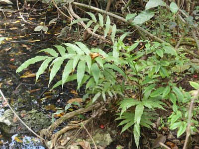 Meniscium reticulatum, photographed by botanygirl