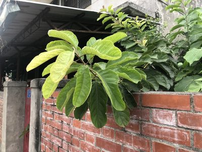Ehretia acuminata, photographed by Cheng-Tao Lin