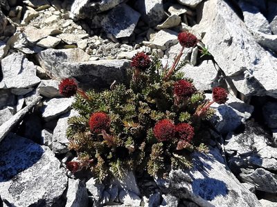 Leptinella atrata, photographed by georgiasteel