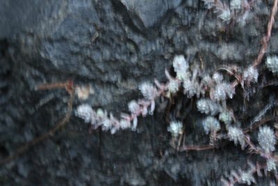 Sedum potosinum, photographed by Francisco Martínez González