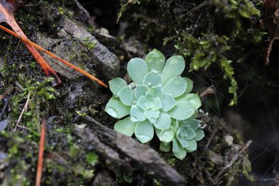 Sedum palmeri, photographed by Francisco Martínez González