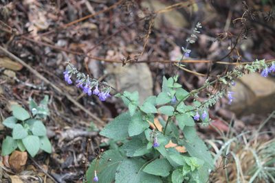 Salvia urolepis, photographed by Francisco Martínez González