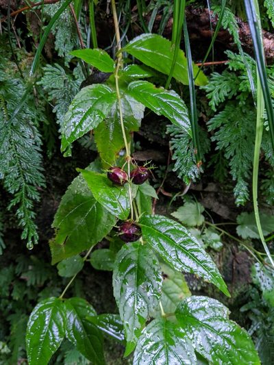 Cyclocodon axillaris, photographed by Cheng-Te Hsu