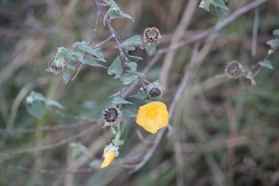 Abutilon hypoleucum, photographed by Francisco Martínez González