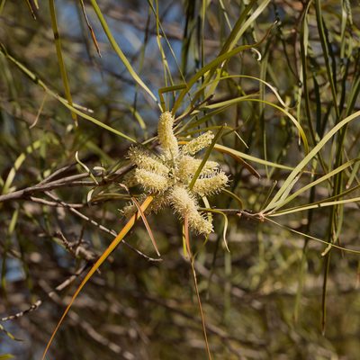 Grevillea striata, photographed by Kym Nicolson