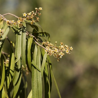 Geijera parviflora, photographed by Kym Nicolson