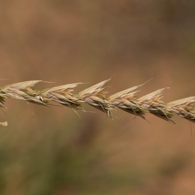 Astrebla lappacea, photographed by Kym Nicolson
