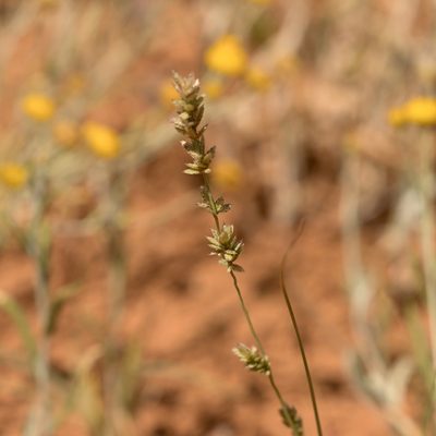 Eragrostis elongata, photographed by Kym Nicolson