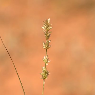 Eragrostis elongata, photographed by Kym Nicolson