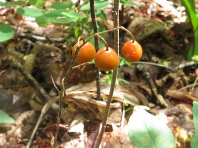 Convallaria keiskei, photographed by Repina Tatyana