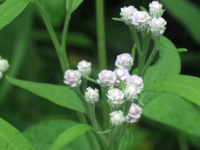 Saussurea pulchella, photographed by Repina Tatyana