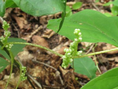 Cuscuta japonica, photographed by Repina Tatyana