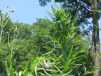 Cirsium pendulum, photographed by Repina Tatyana