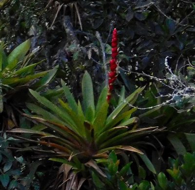 Cipuropsis capituligera, photographed by desertnaturalist