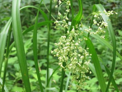 Scirpus lushanensis, photographed by Repina Tatyana