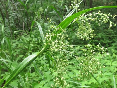 Scirpus lushanensis, photographed by Repina Tatyana
