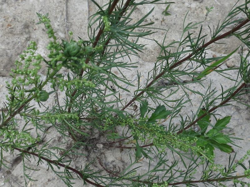Artemisia desertorum, photographed by Repina Tatyana