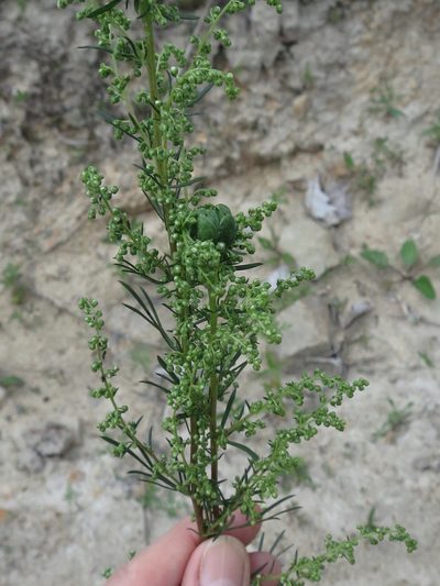 Artemisia desertorum, photographed by Repina Tatyana