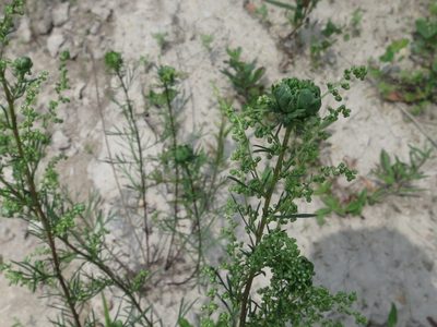 Artemisia desertorum, photographed by Repina Tatyana