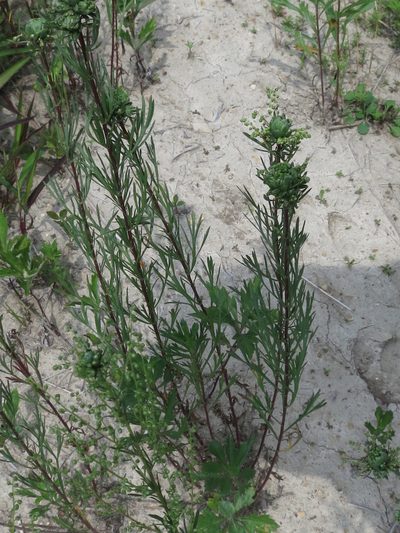 Artemisia desertorum, photographed by Repina Tatyana