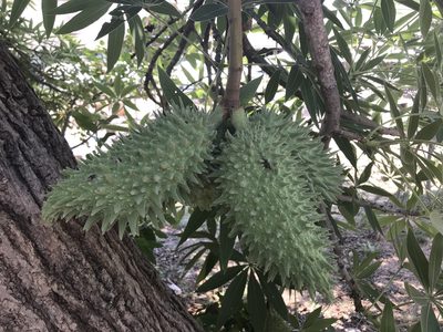 Sterculia murex, photographed by Lauren Gillett