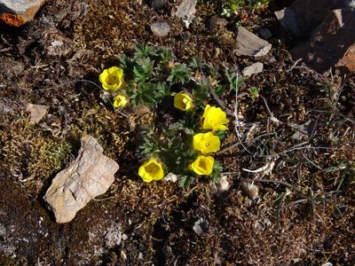 Potentilla hyparctica, photographed by Christoph Moning