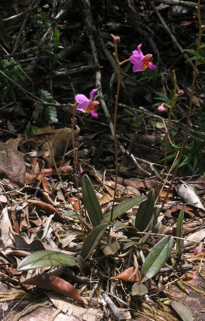Phalaenopsis pulcherrima, photographed by Oleg Kosterin