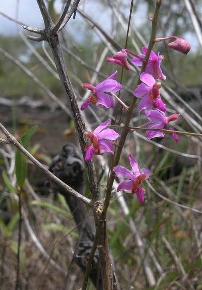 Phalaenopsis pulcherrima, photographed by Oleg Kosterin