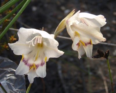Gladiolus patersoniae, photographed by Nicola van Berkel