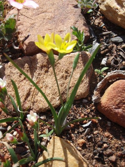 Geissorhiza ornithogaloides, photographed by Nicola van Berkel