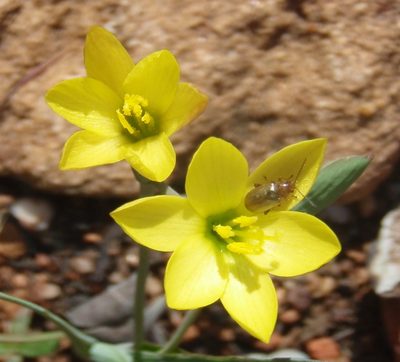 Geissorhiza ornithogaloides, photographed by Nicola van Berkel