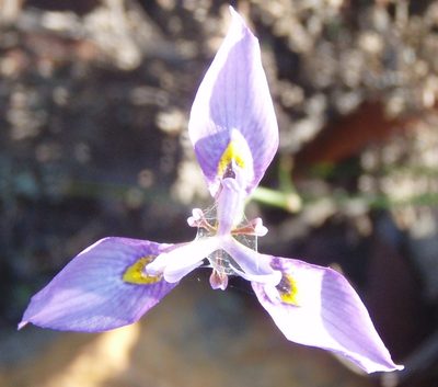 Moraea algoensis, photographed by Nicola van Berkel