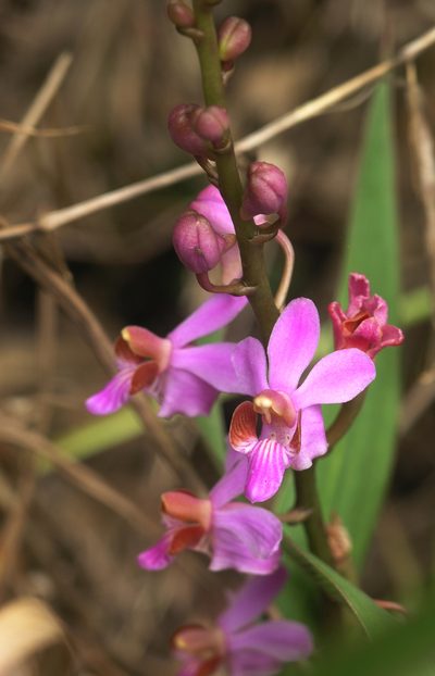 Phalaenopsis pulcherrima, photographed by Oleg Kosterin