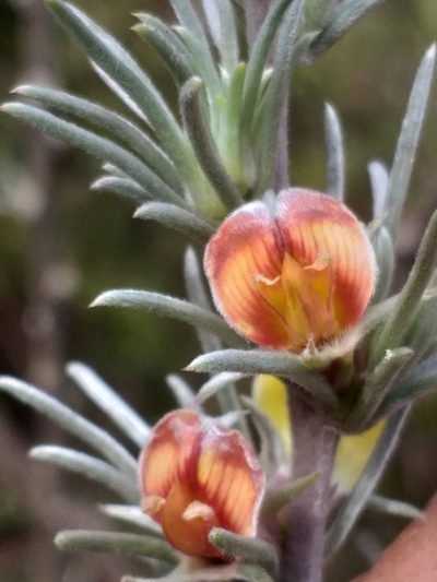 Aspalathus eustonbrownii, photographed by kevin koen