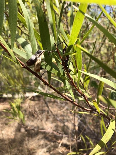 Acacia simsii, photographed by elawrey