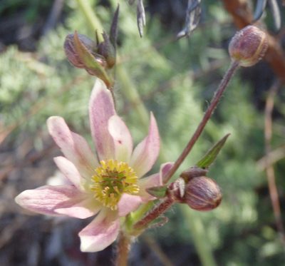Knowltonia filia, photographed by Nicola van Berkel