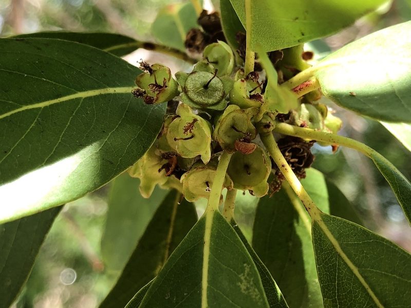 Lophostemon grandiflorus, photographed by elawrey