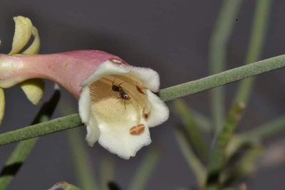 Eremophila oppositifolia, photographed by T. Hammer