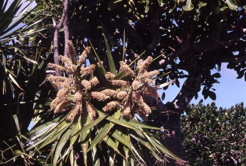 Dracaena concinna, photographed by Simon Tonge