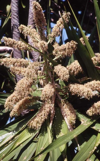 Dracaena concinna, photographed by Simon Tonge