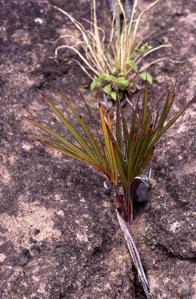 Latania loddigesii, photographed by Simon Tonge