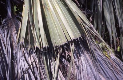 Latania loddigesii, photographed by Simon Tonge