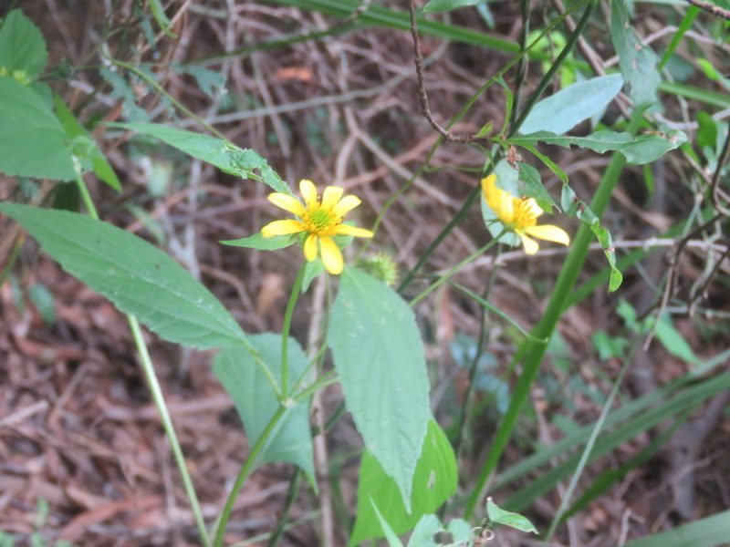 Melanthera latifolia, photographed by Diego Carús