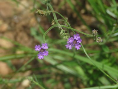 Verbena intermedia, photographed by Diego Carús
