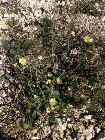 Launaea intybacea, photographed by Juan Cruzado Cortés