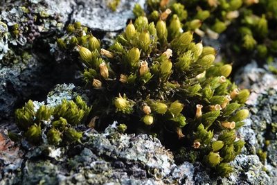 Orthotrichum stellatum, photographed by syvwlch