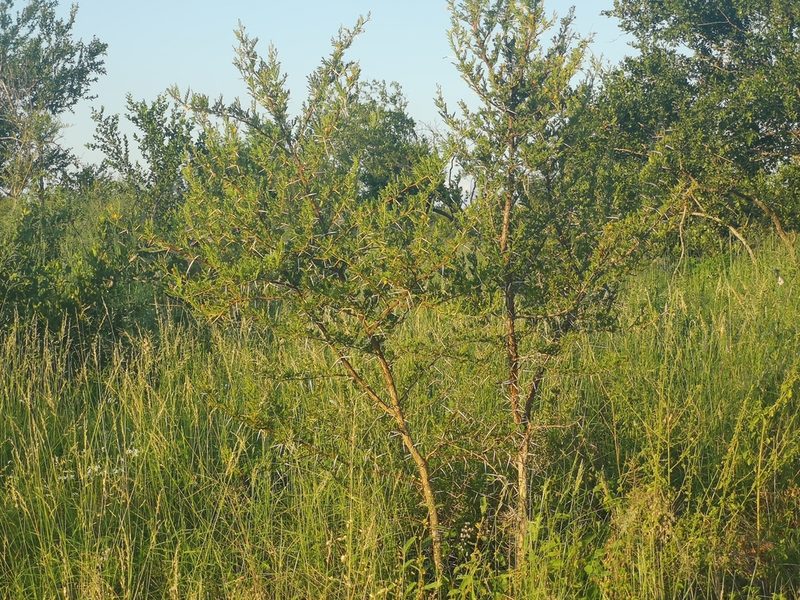 Vachellia exuvialis, photographed by Jens-Christian Svenning